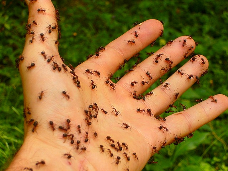 exterminateur de fourmis Lanaudière et les environs